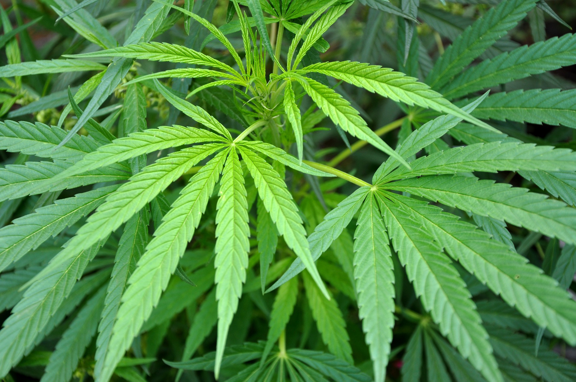 Marijuana Council On Chemical Abuse Your Bridge To Addiction Resources marijuana-council-on-chemical-abuse-your-bridge-to-addiction-resources